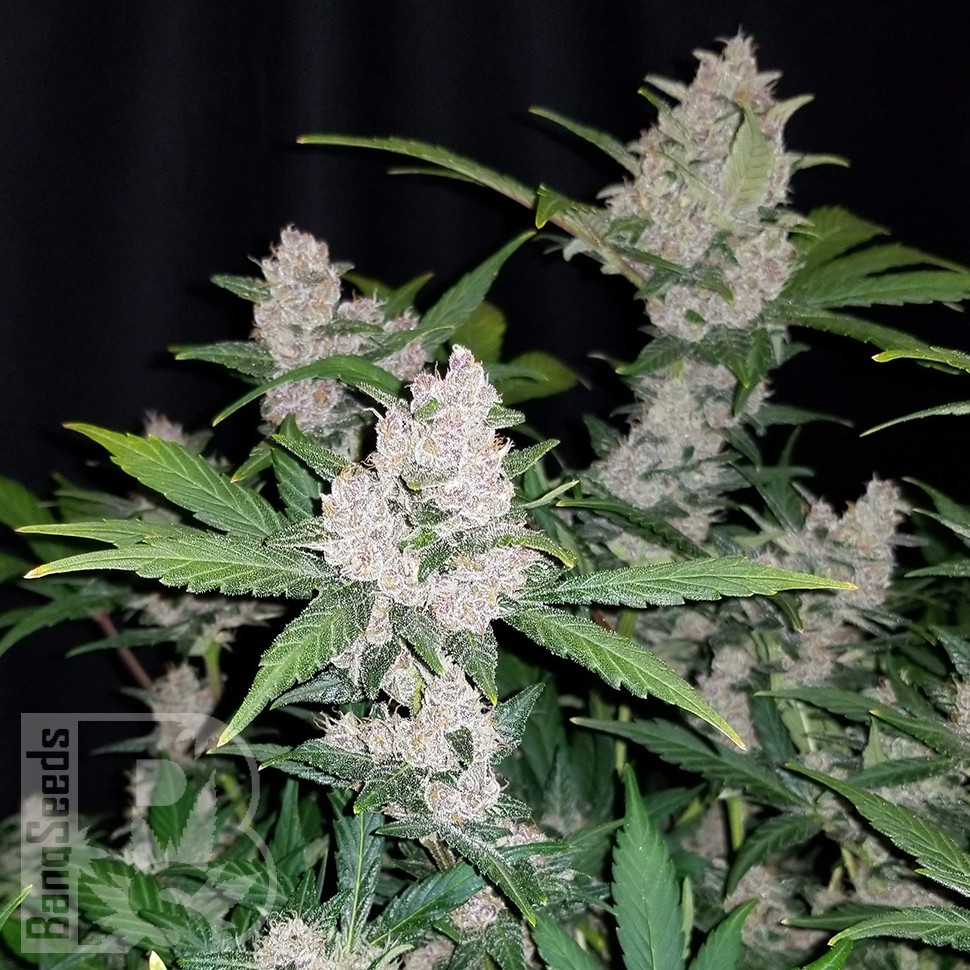 заказать семена конопли почтой Auto Fastberry feminised заказать семена конопли почтой Auto Fastberry feminised