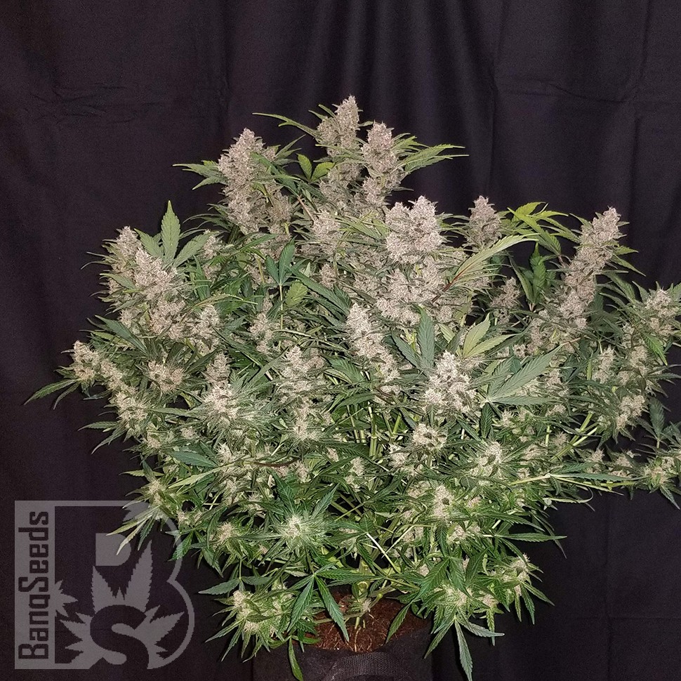 купить семена конопли в фирменной упаковке Auto Fastberry feminised купить семена конопли в фирменной упаковке Auto Fastberry feminised