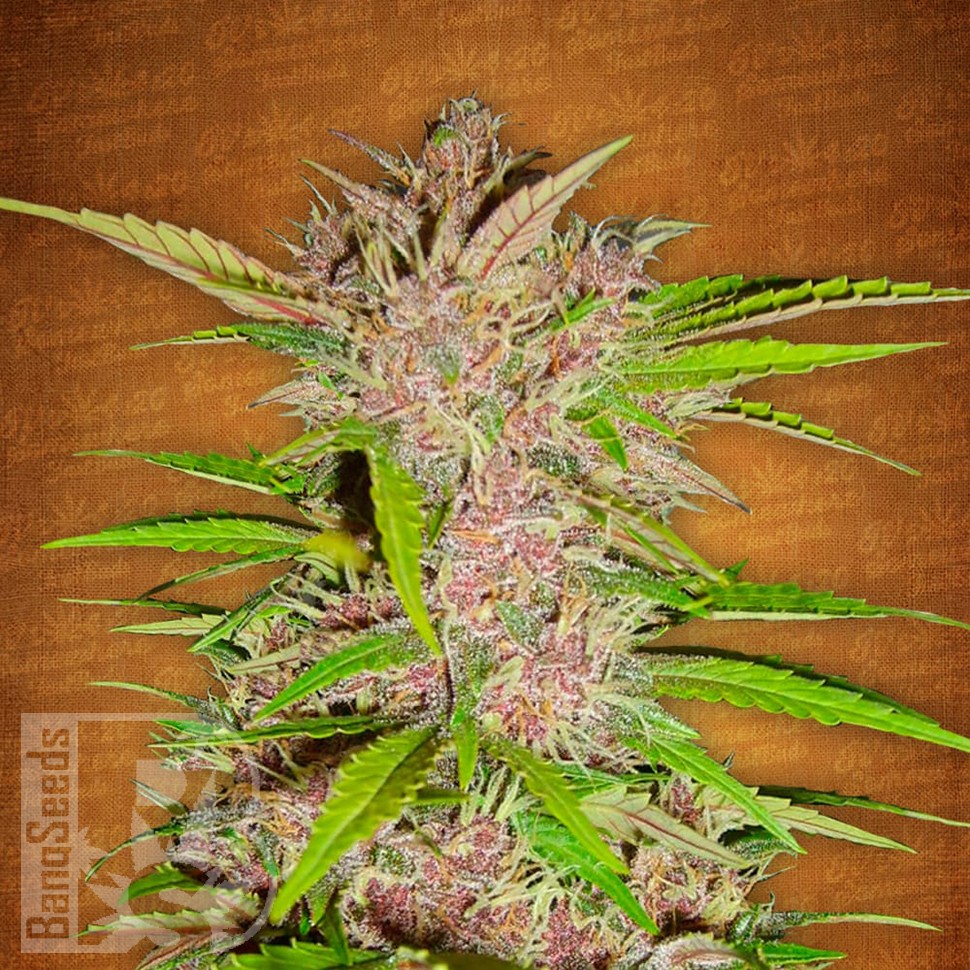 купить мощные семена конопли Auto Fastberry feminised купить мощные семена конопли Auto Fastberry feminised