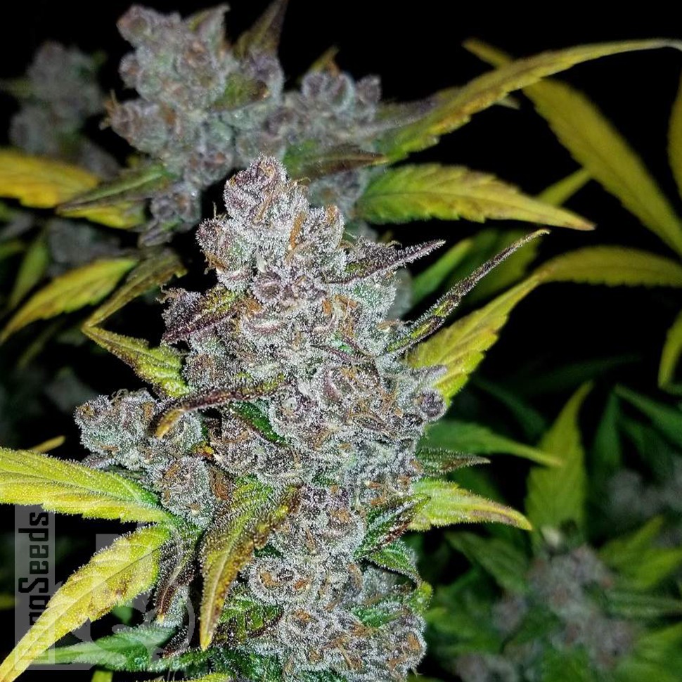 купить семена индийской конопли Auto Fastberry feminised купить семена индийской конопли Auto Fastberry feminised