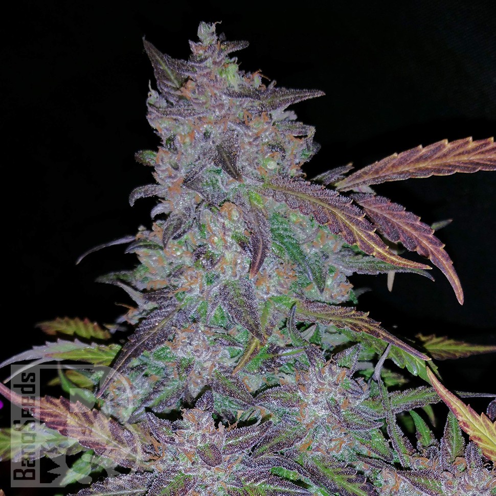 заказать семена конопли Auto Fastberry feminised заказать семена конопли Auto Fastberry feminised