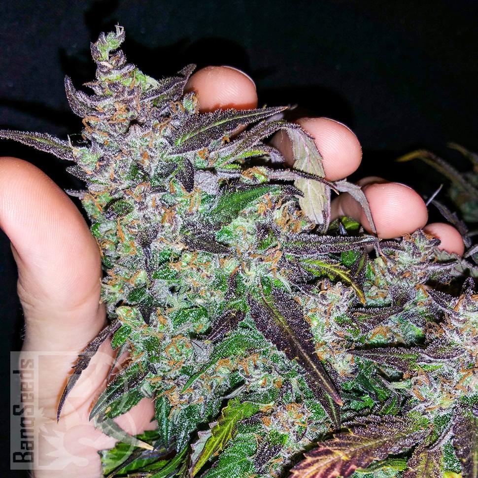 где заказать семена конопли Auto Fastberry feminised где заказать семена конопли Auto Fastberry feminised