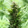 Fruity Jack feminised Ganja Seeds Fruity Jack feminised Ganja Seeds