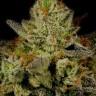 Fruity Jack feminised Ganja Seeds Fruity Jack feminised Ganja Seeds