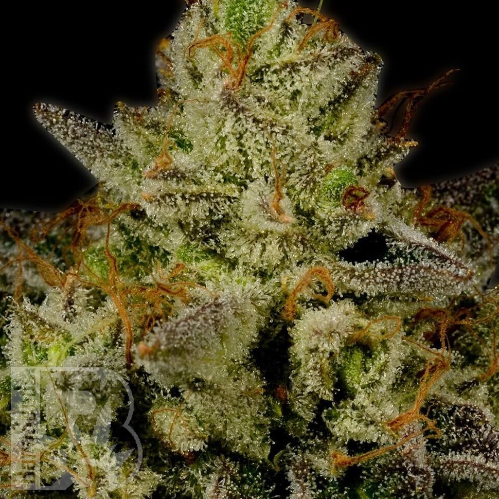 Fruity Jack feminised Ganja Seeds Fruity Jack feminised Ganja Seeds