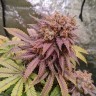 Fruity Jack feminised Ganja Seeds Fruity Jack feminised Ganja Seeds