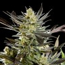 Fruity Jack feminised Ganja Seeds Fruity Jack feminised Ganja Seeds