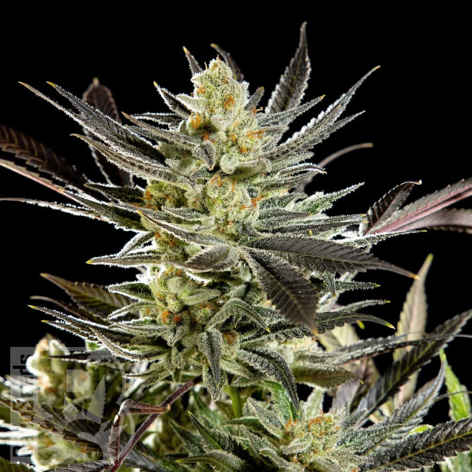 Fruity Jack feminised Ganja Seeds Fruity Jack feminised Ganja Seeds
