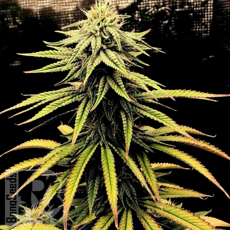Семена каннабиса Swiss Chocolate CBD feminised Ganja Seeds