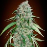 Семена каннабиса Swiss Chocolate CBD feminised Ganja Seeds Семена каннабиса Swiss Chocolate CBD feminised Ganja Seeds