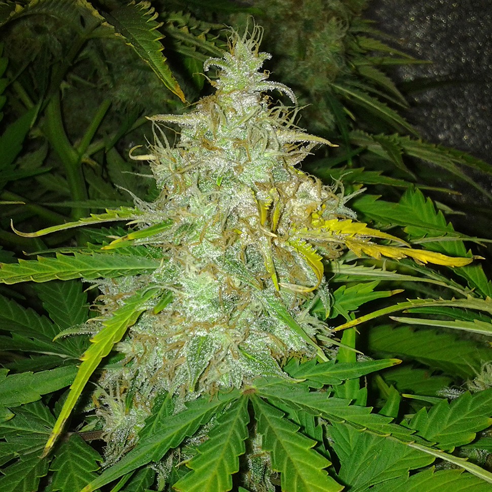 Семена Auto White Dwarf feminised Ganja Seeds