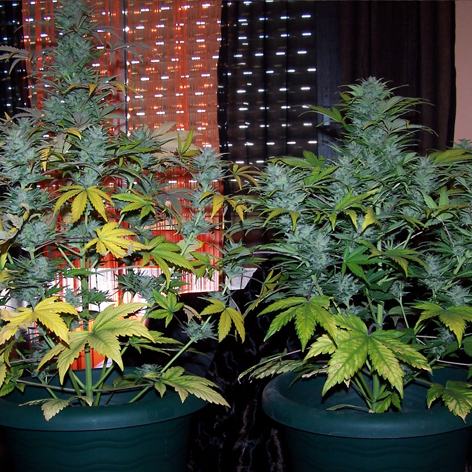 заказ семян конопли Auto White Dwarf feminised заказ семян конопли Auto White Dwarf feminised