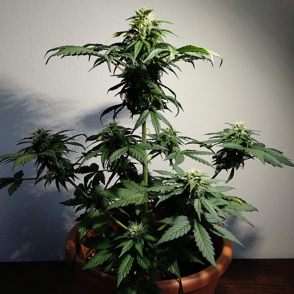 заказать семена конопли курьером Auto White Dwarf feminised заказать семена конопли курьером Auto White Dwarf feminised