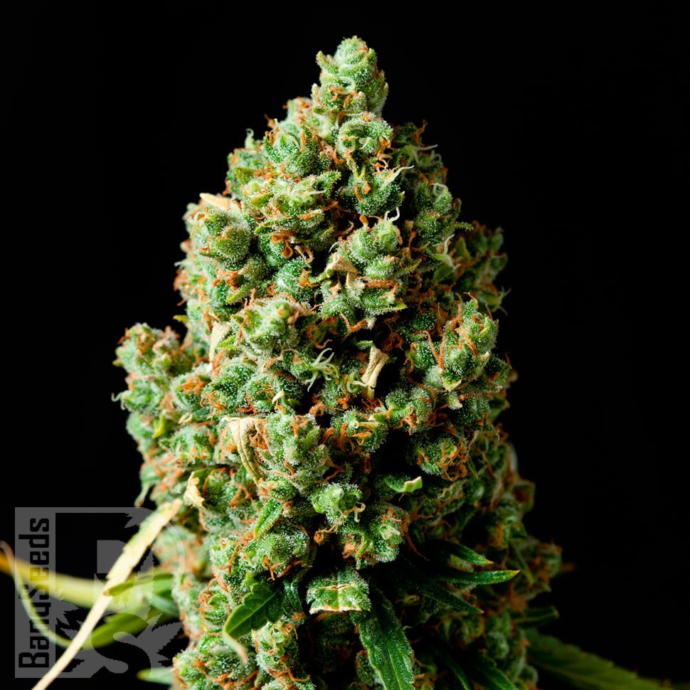 Семена ганжа Bubbleberry feminised Ganja Seeds Семена ганжа Bubbleberry feminised Ganja Seeds