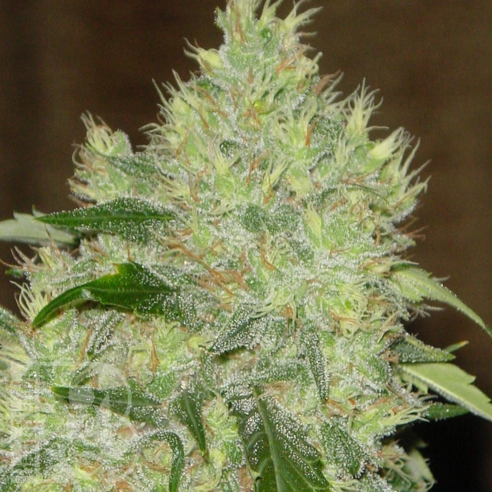 Семена ганжа Bubbleberry feminised Ganja Seeds Семена ганжа Bubbleberry feminised Ganja Seeds