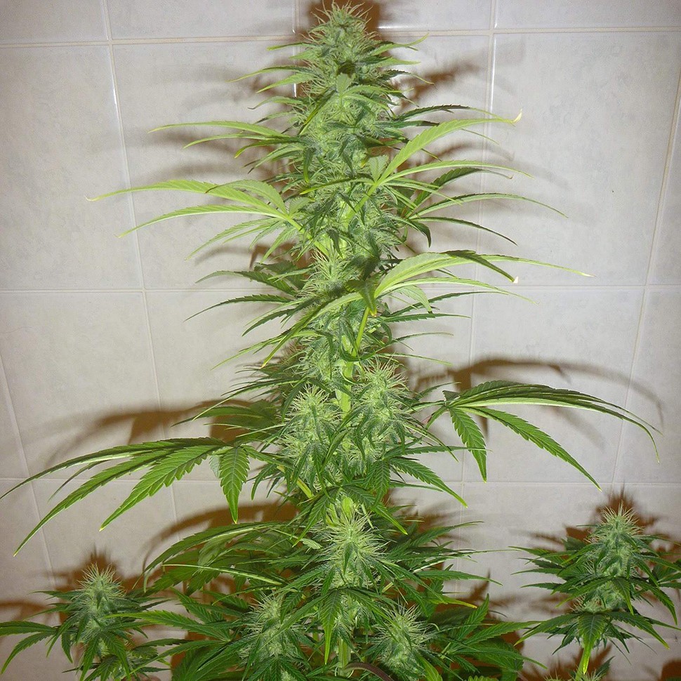 Семена марихуаны  Auto White Widow feminised Neuro Seeds