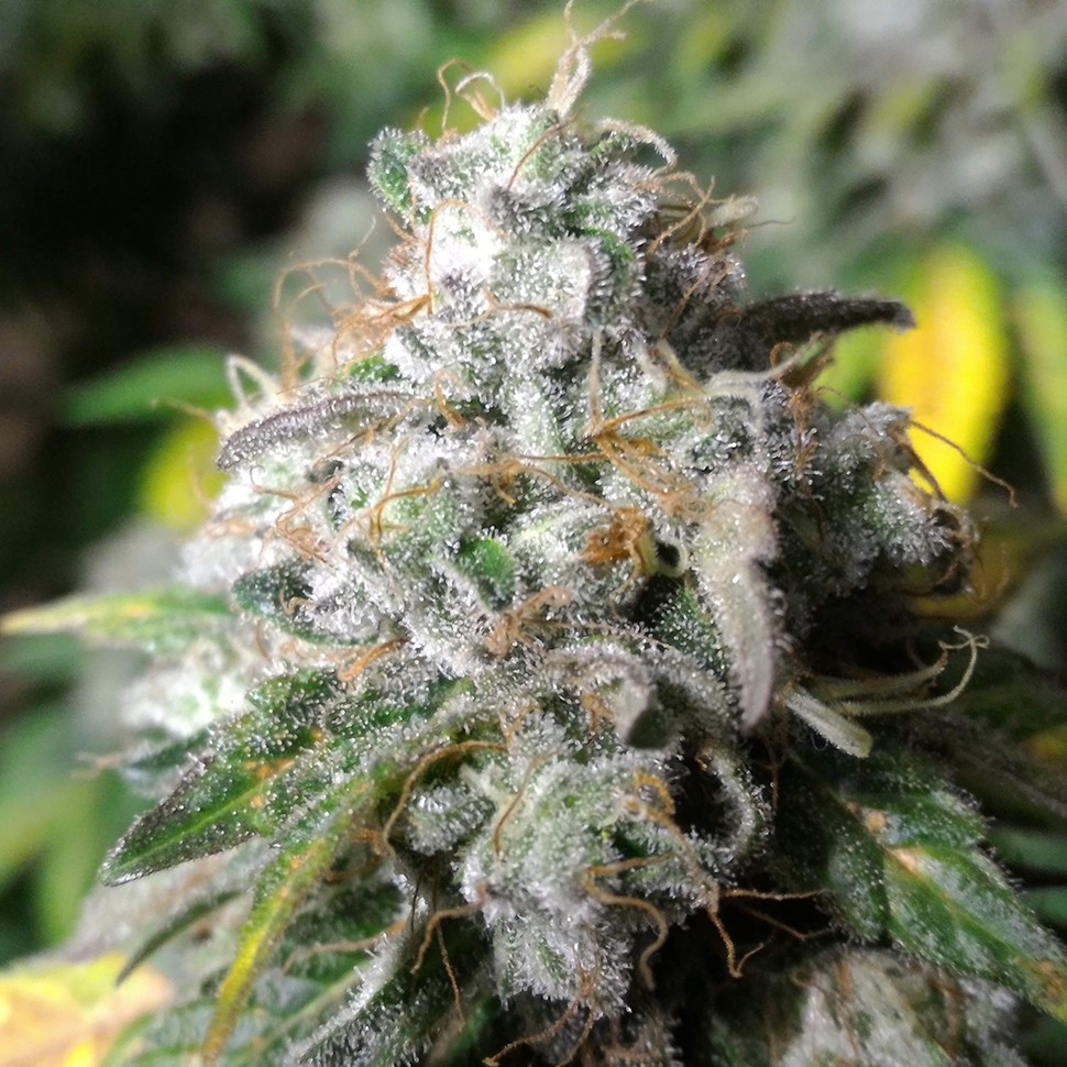 Семена марихуаны Erlik feminised Bang Seeds