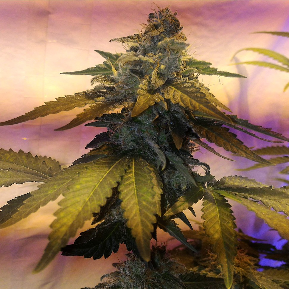 купить семена конопли Erlik feminised купить семена конопли Erlik feminised