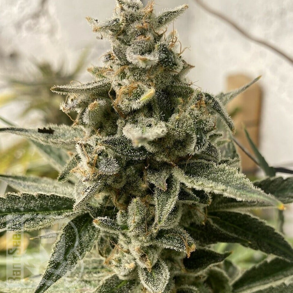 Семена марихуаны Erlik feminised Bang Seeds Семена марихуаны Erlik feminised Bang Seeds