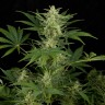 Качественные семена конопли в Казахстане Auto Critical Jack feminised Ganja Seeds Качественные семена конопли в Казахстане Auto Critical Jack feminised Ganja Seeds