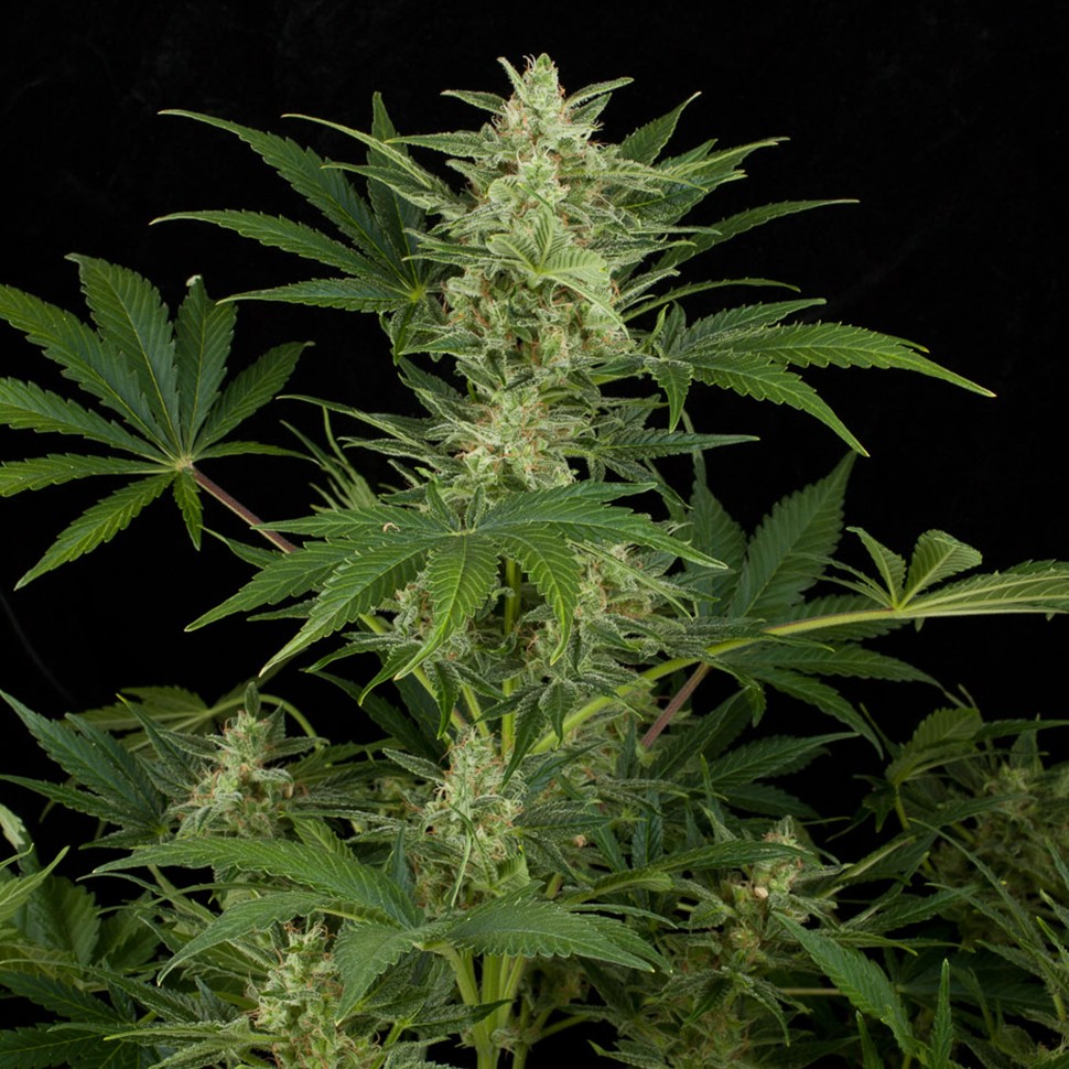 Качественные семена конопли в Казахстане Auto Critical Jack feminised Ganja Seeds Качественные семена конопли в Казахстане Auto Critical Jack feminised Ganja Seeds