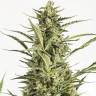 Семена конопли в Казахстане Auto Critical Jack feminised Ganja Seeds Семена конопли в Казахстане Auto Critical Jack feminised Ganja Seeds
