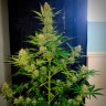 Семена конопли Auto Glueberry O.G. feminised Ganja Seeds Семена конопли Auto Glueberry O.G. feminised Ganja Seeds
