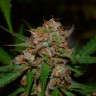 Семена марихуаны Auto Glueberry O.G. feminised Ganja Seeds Семена марихуаны Auto Glueberry O.G. feminised Ganja Seeds