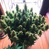 Семена каннабиса Auto Glueberry O.G. feminised Ganja Seeds Семена каннабиса Auto Glueberry O.G. feminised Ganja Seeds