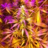 Купить Auto Exodus Cheese CBD feminised Ganja Seeds Купить Auto Exodus Cheese CBD feminised Ganja Seeds