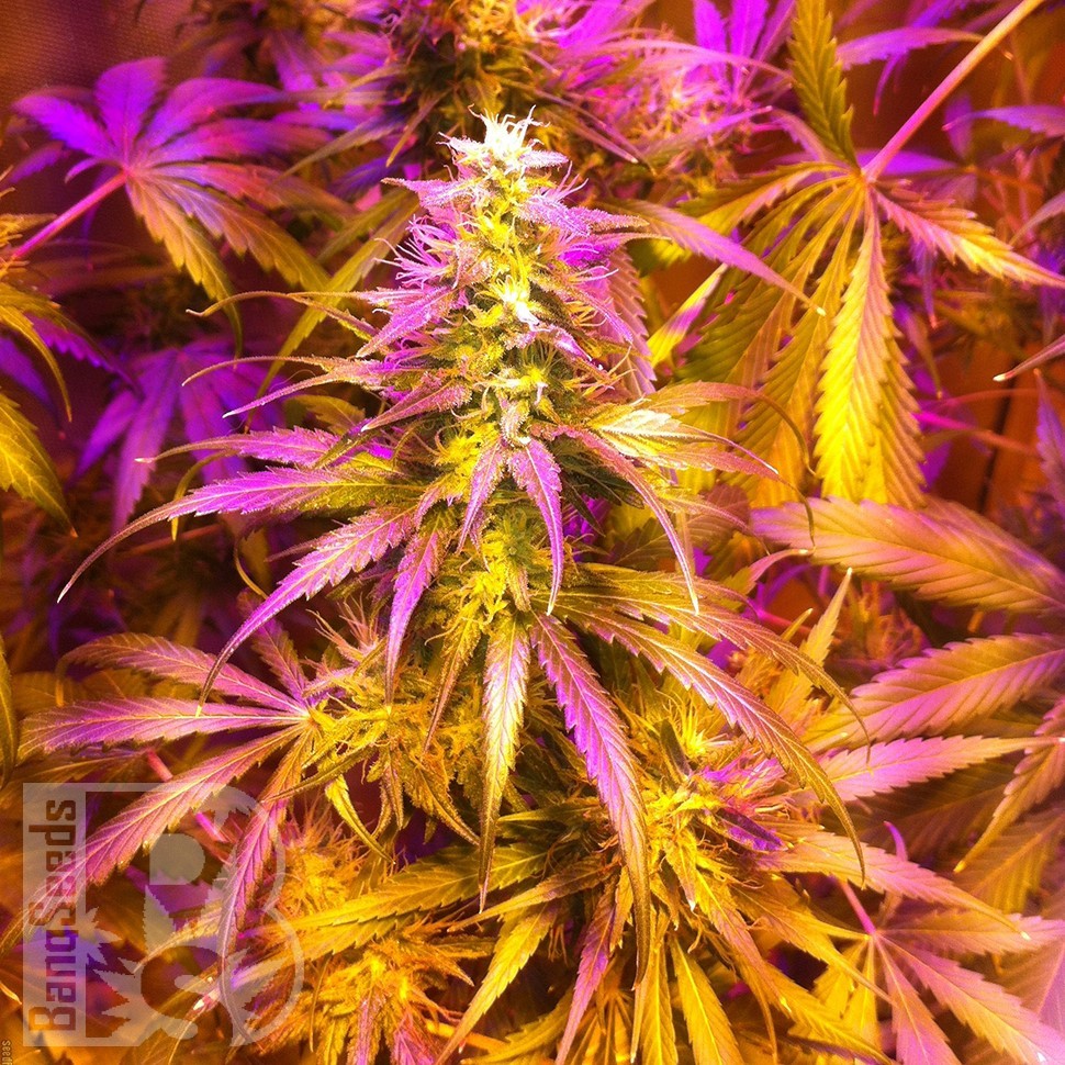 Купить Auto Exodus Cheese CBD feminised Ganja Seeds Купить Auto Exodus Cheese CBD feminised Ganja Seeds