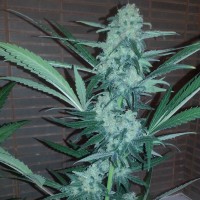 Auto Exodus Cheese CBD feminised Ganja Seeds