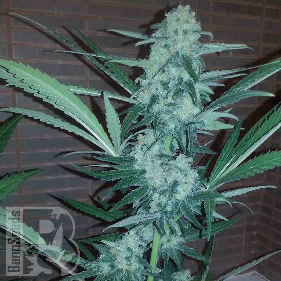Семена марихуаны Auto Exodus Cheese CBD feminised Ganja Seeds