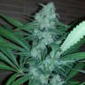 Семена Auto Exodus Cheese CBD feminised Ganja Seeds Семена Auto Exodus Cheese CBD feminised Ganja Seeds