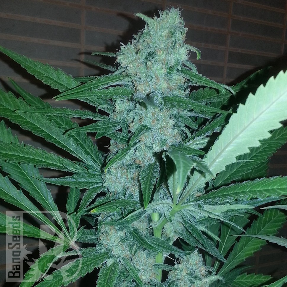 Семена Auto Exodus Cheese CBD feminised Ganja Seeds Семена Auto Exodus Cheese CBD feminised Ganja Seeds