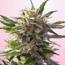 Green-O-Matic feminised Ganja Seeds Green-O-Matic feminised Ganja Seeds