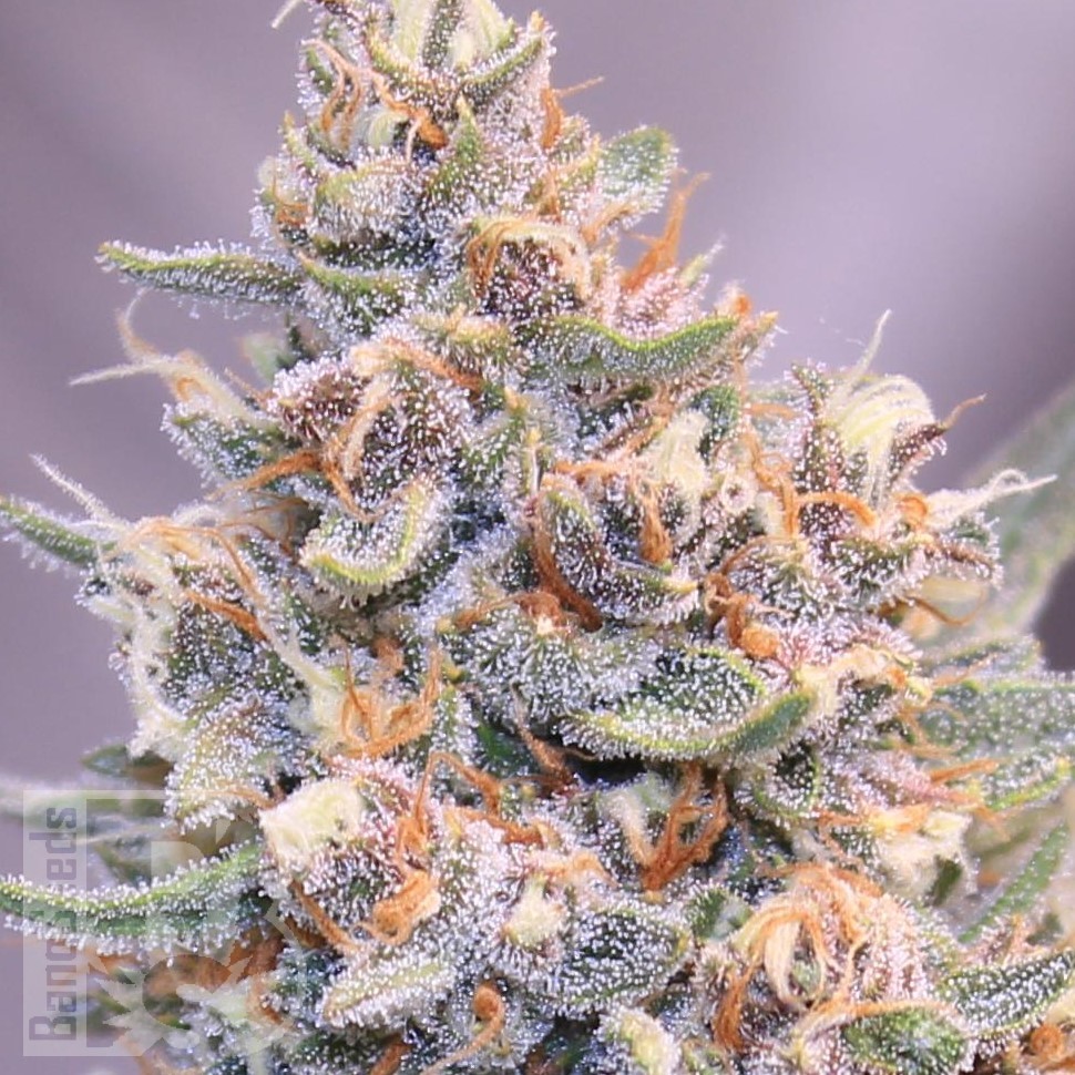 Green-O-Matic feminised Ganja Seeds Green-O-Matic feminised Ganja Seeds