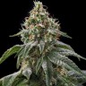 Green-O-Matic feminised Ganja Seeds Green-O-Matic feminised Ganja Seeds