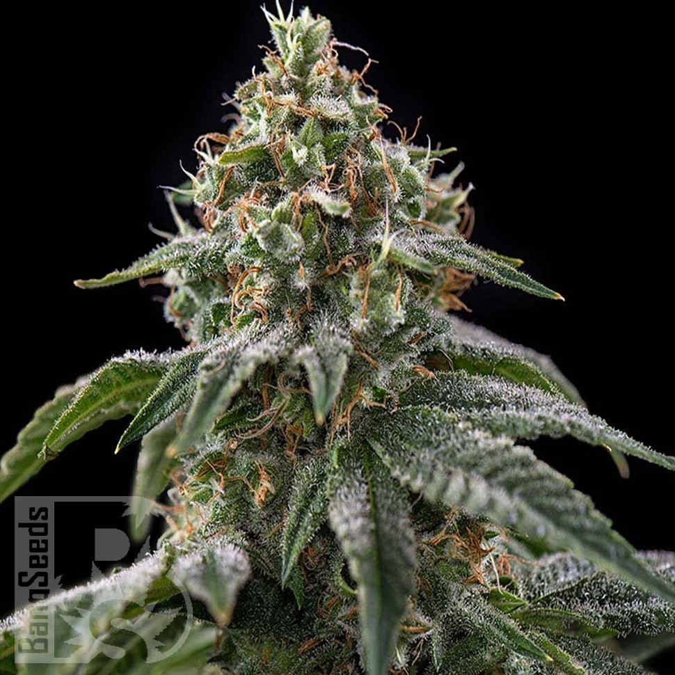 Green-O-Matic feminised Ganja Seeds Green-O-Matic feminised Ganja Seeds