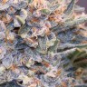 Green-O-Matic feminised Ganja Seeds Green-O-Matic feminised Ganja Seeds