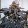 Семена Do-Si-Dos feminised Ganja Seeds Семена Do-Si-Dos feminised Ganja Seeds