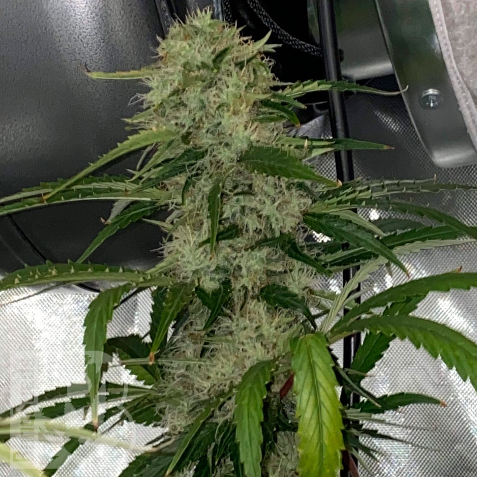Семена Do-Si-Dos feminised Ganja Seeds Семена Do-Si-Dos feminised Ganja Seeds