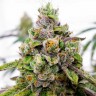 Семена Do-Si-Dos feminised Ganja Seeds Семена Do-Si-Dos feminised Ganja Seeds
