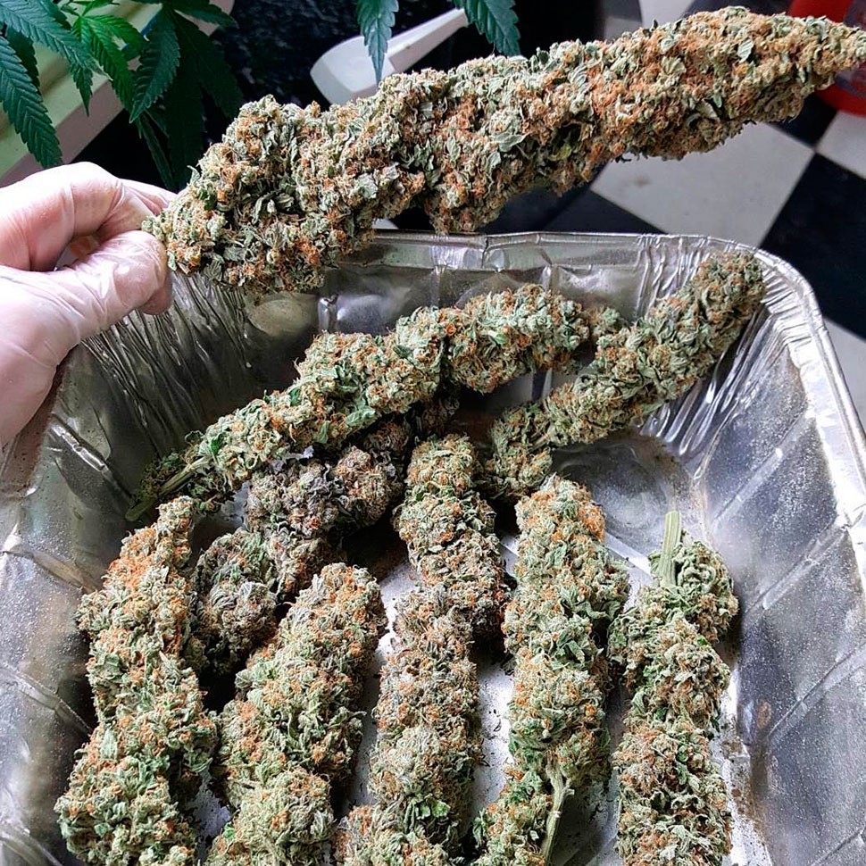 семена марихуаны лучше Kalichakra feminised семена марихуаны лучше Kalichakra feminised