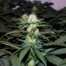 купить семена конопли в Украине Kalichakra feminised купить семена конопли в Украине Kalichakra feminised