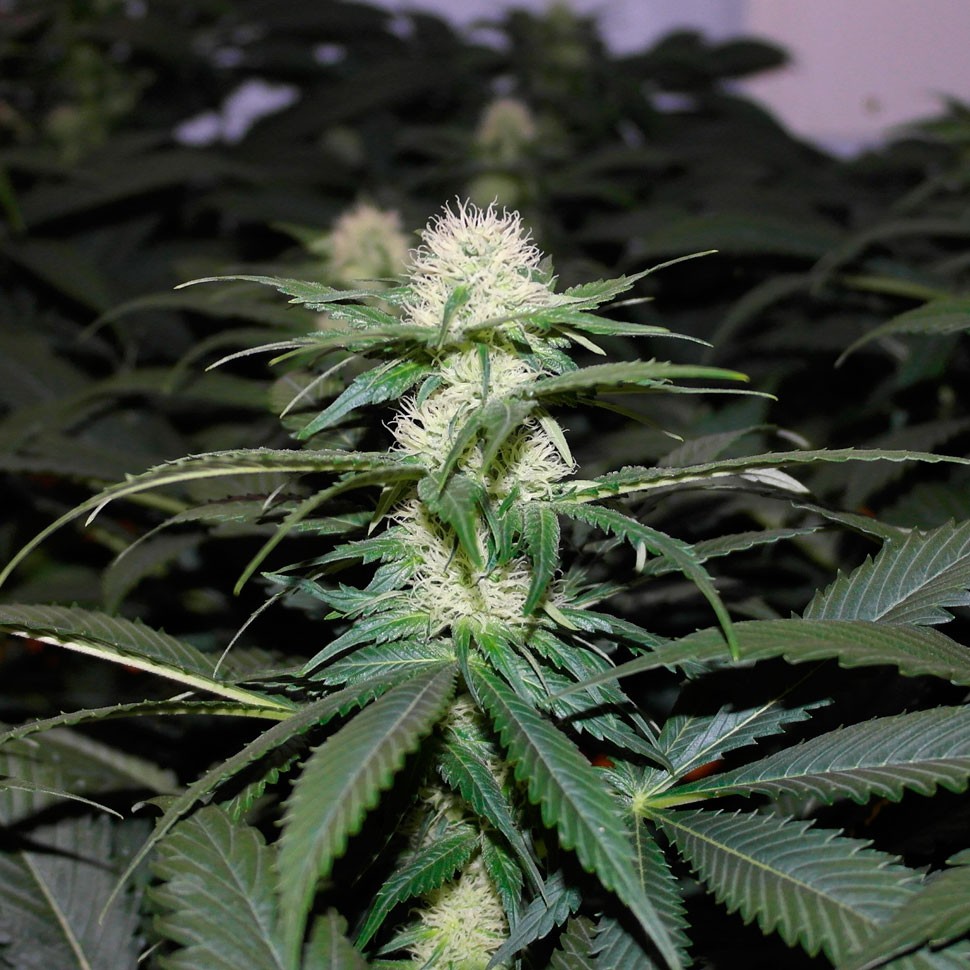 купить семена конопли в Украине Kalichakra feminised купить семена конопли в Украине Kalichakra feminised