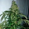 заказ семян конопли Kalichakra feminised заказ семян конопли Kalichakra feminised