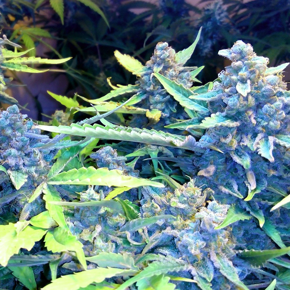 заказать на сайте семена конопли Auto Blueberry x Sweet Tooth feminised заказать на сайте семена конопли Auto Blueberry x Sweet Tooth feminised