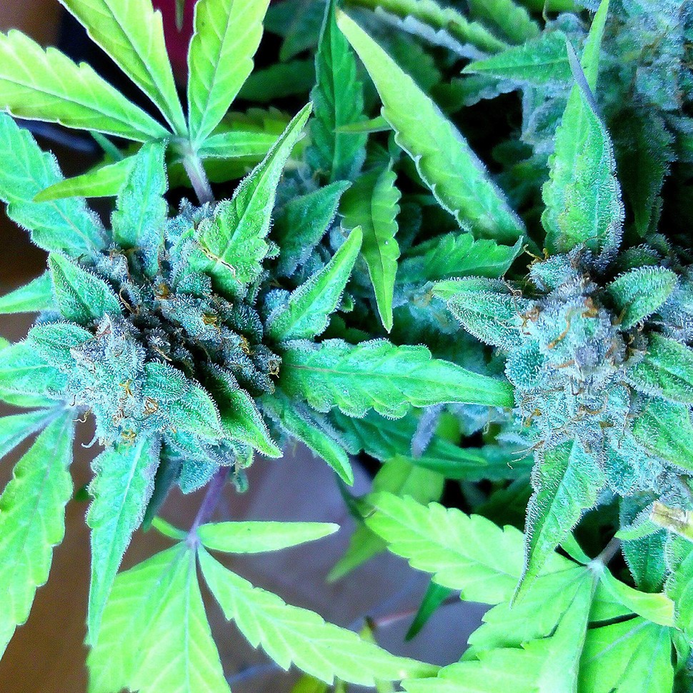 где можно заказать семена конопли Auto Blueberry x Sweet Tooth feminised где можно заказать семена конопли Auto Blueberry x Sweet Tooth feminised