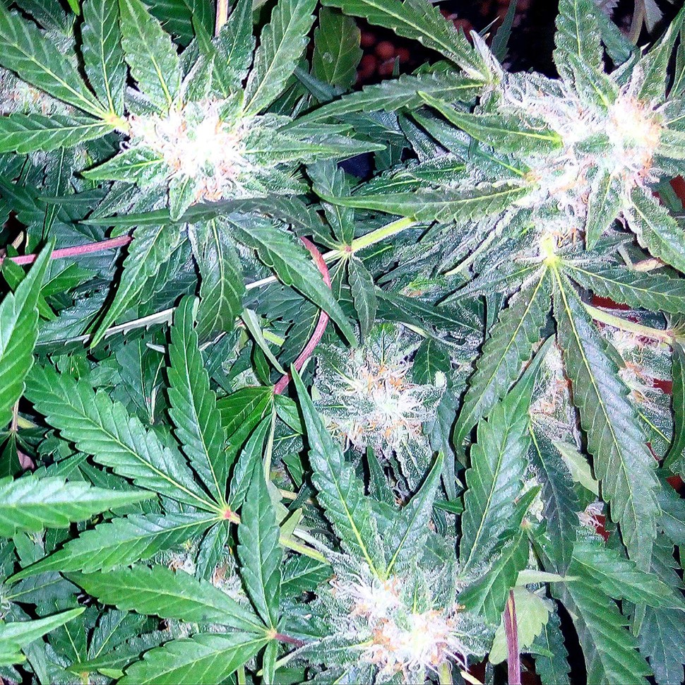 заказать хорошие семена конопли Auto Blueberry x Sweet Tooth feminised заказать хорошие семена конопли Auto Blueberry x Sweet Tooth feminised